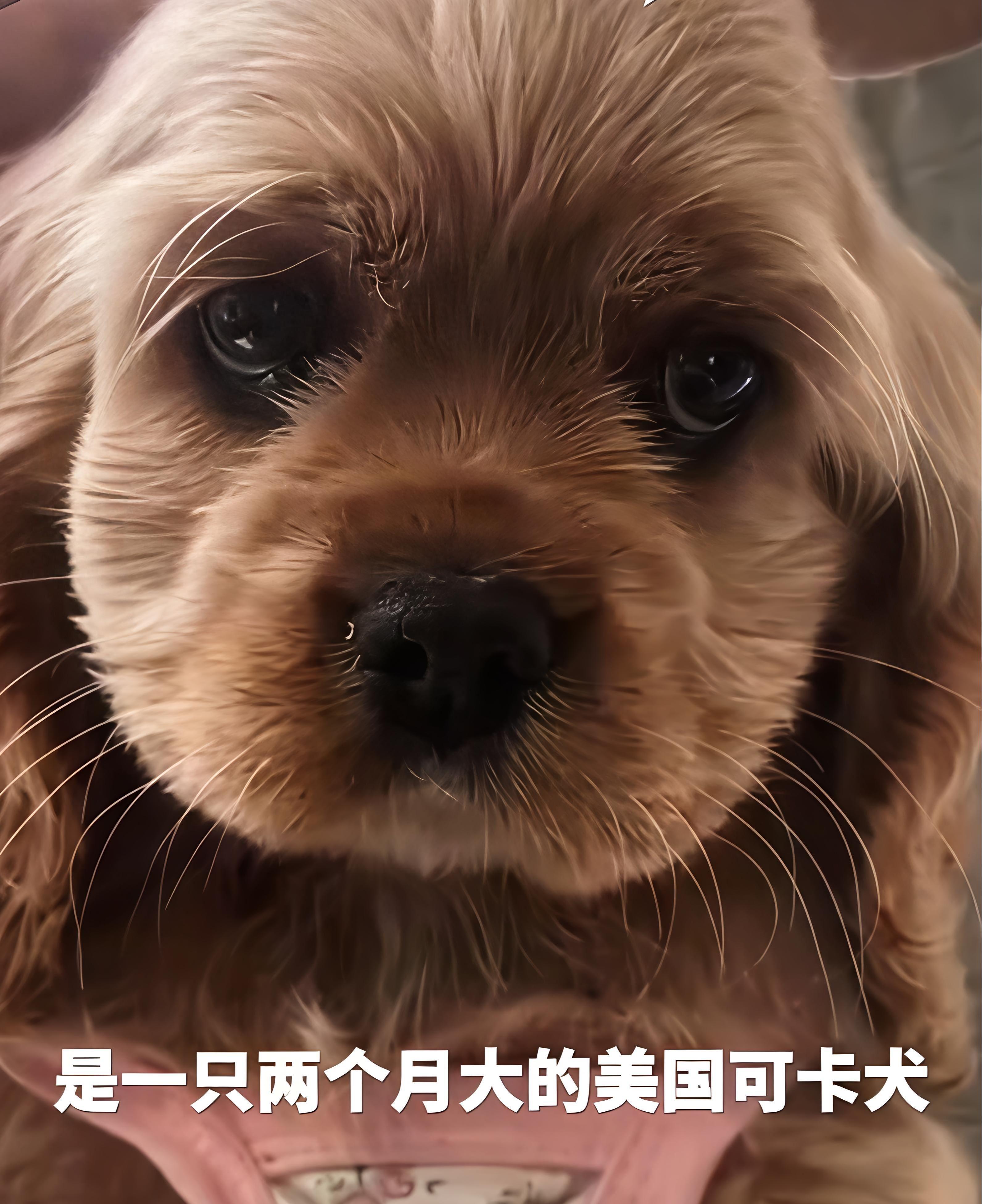 PG电子官方网站-河北偷狗女子社会性死亡：人被拘了，名声臭了，更恶心的还在后面